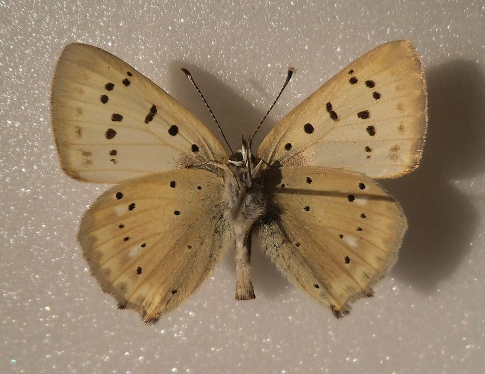 Lycaena virgaureae (verso, aberrant, Lotoshinskyi distr., Moscow reg) (Internet Image property of respective owner, non-commercial use only)